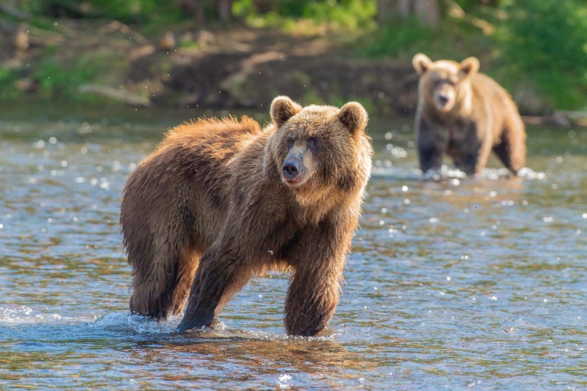 7 treasures of the bear state